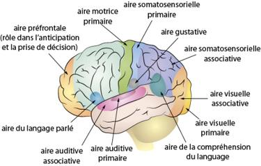 Intelligence multiple